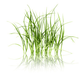 Green grass on white background vector