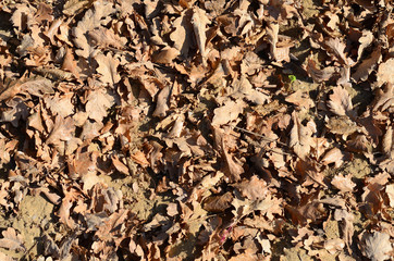 Vertrocknete Eichenblätter