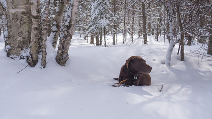 Labrador Retriever 