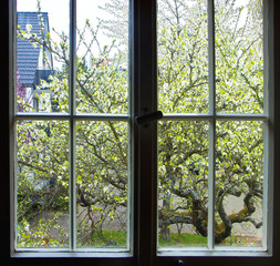Urban landscape in spring, out of the window a flowering tree with white blossoms