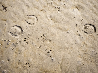 Different imprints on a sand: horse shoe, dog, bird, human shoes, concept density, 