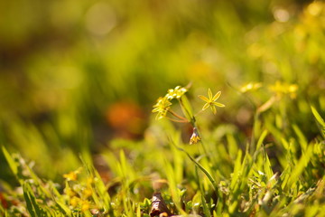 Bright spring flowers in the garden