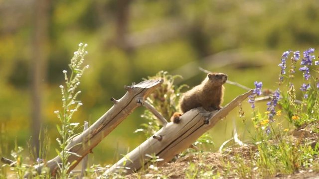 An Elusive Marmot Sitting on Log Windy Day Near Den