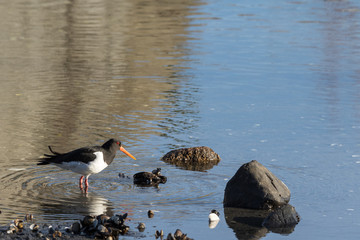 Eurasian Oystercatcher. Haematopus ostralegus, on a beach cathing clams in Aust-Agder, Norway