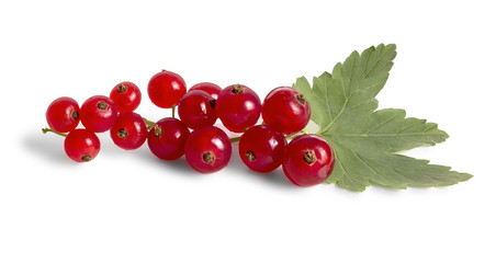 Branch of red currant
