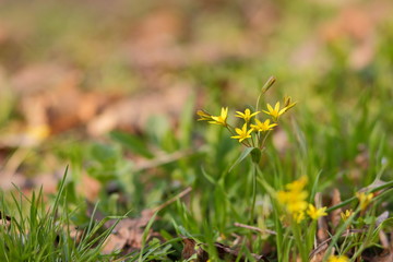 Bright spring flowers in the garden