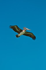 Brown pelican flying in a blue tropical sky on a sunny day