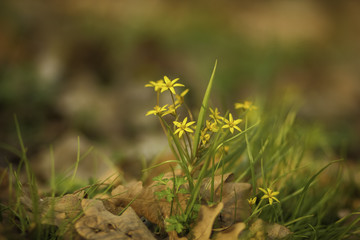 Bright spring flowers in the garden