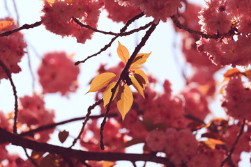 Closeup of pink sakura cherry blossom in springtime