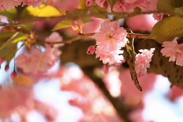 Closeup of pink sakura cherry blossom in springtime