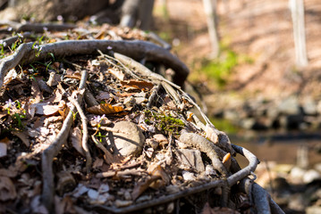 Tree Roots 