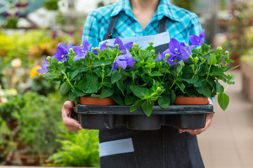 Female florist working at the greenhouse