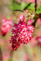 Small flowers on a bush in forest with blure background