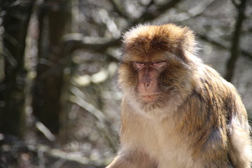 Berberaffen