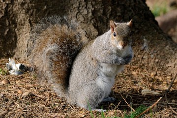 Scoiattolo grigio che mangia nel bosco