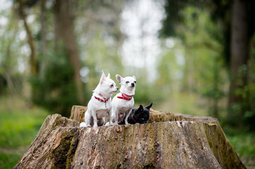 Three lovely and cute chihuahua puppies in collars with funny emotional faces sitting on decayed stump tree in the forest in summertime with colorful bokeh background behind