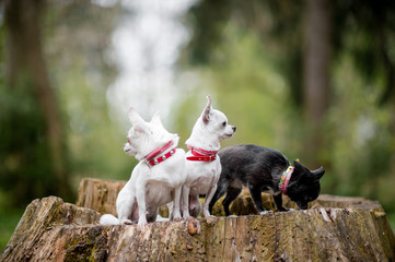Naklejka na ściany i meble Three lovely and cute chihuahua puppies in collars with funny emotional faces sitting on decayed stump tree in the forest in summertime with colorful bokeh background behind
