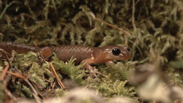 Close up of a Northwestern salamander in natural habitat, Washington State.
