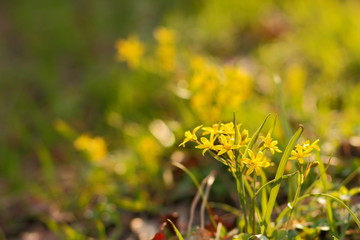 Bright spring flowers in the garden