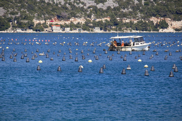 Oyster and fish production in Bistrina bay near town Ston on Peljesac peninsula in Croatia