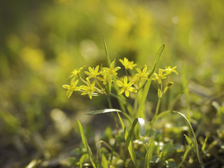 Bright spring flowers in the garden