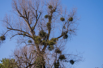 Mistel 