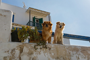 Two dogs in Greece