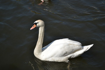 swan in water