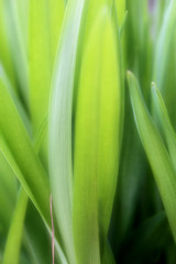 Beautiful green leaves