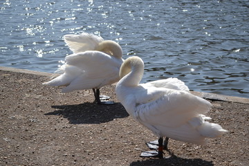 swans grooming 