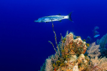 Large Barracuda on a deep, tropical reef