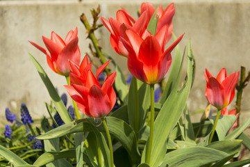 Red tulips with green leaves on garden before wall