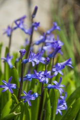 Scilla. Ladoňka. Nice purple flower in sunlight. Spring garden. Hyacinthoides. Small violet petals in green grass