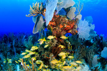 Naklejka na ściany i meble French Grunt on a tropical coral reef