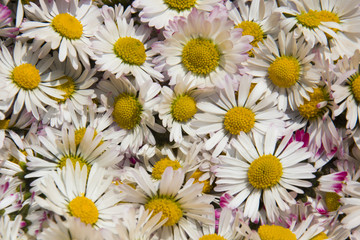 Texture of lot of little daisy with white petals