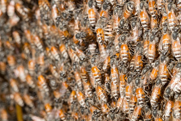 hardworking bees on honeycomb in forest,wild bee on honeycomb