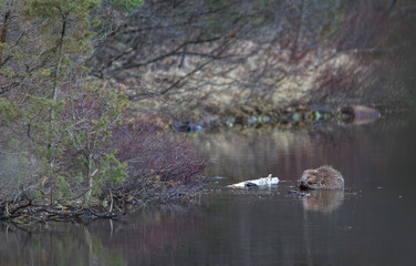 Beaver in natural environment, sitting in the water, eating. Lake in the Forest in Norway