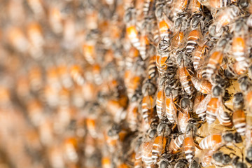 hardworking bees on honeycomb in forest,wild bee on honeycomb