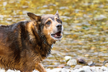 Wet terrier mixed dog barking