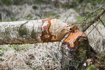 Fallen birch tree in woods gnawed by beavers