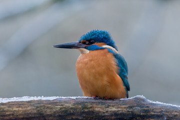 Kingfisher