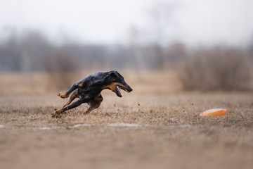 Dog catching flying disk