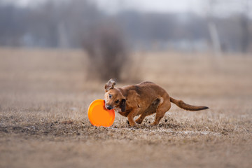Dog catching flying disk