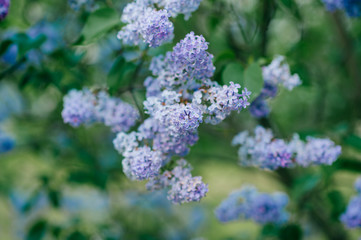 Flowering branch of lilac on bush with abstract green background in summer day