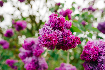 Flowering branch of lilac on bush with abstract green background in summer day