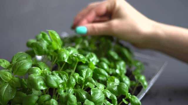 Girl touches a fresh green basilic hand. The concept of a natural healthy and organic diet. Close up