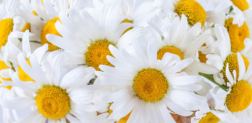 Floral  wallpaper. Beautiful white camomiles, daisy flowers bouquet 