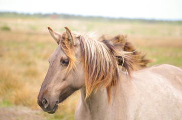 Horse © misiura.eu