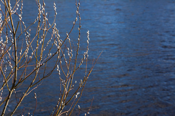 Branches of willows on the background of the river.