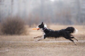 Dog catching flying disk
